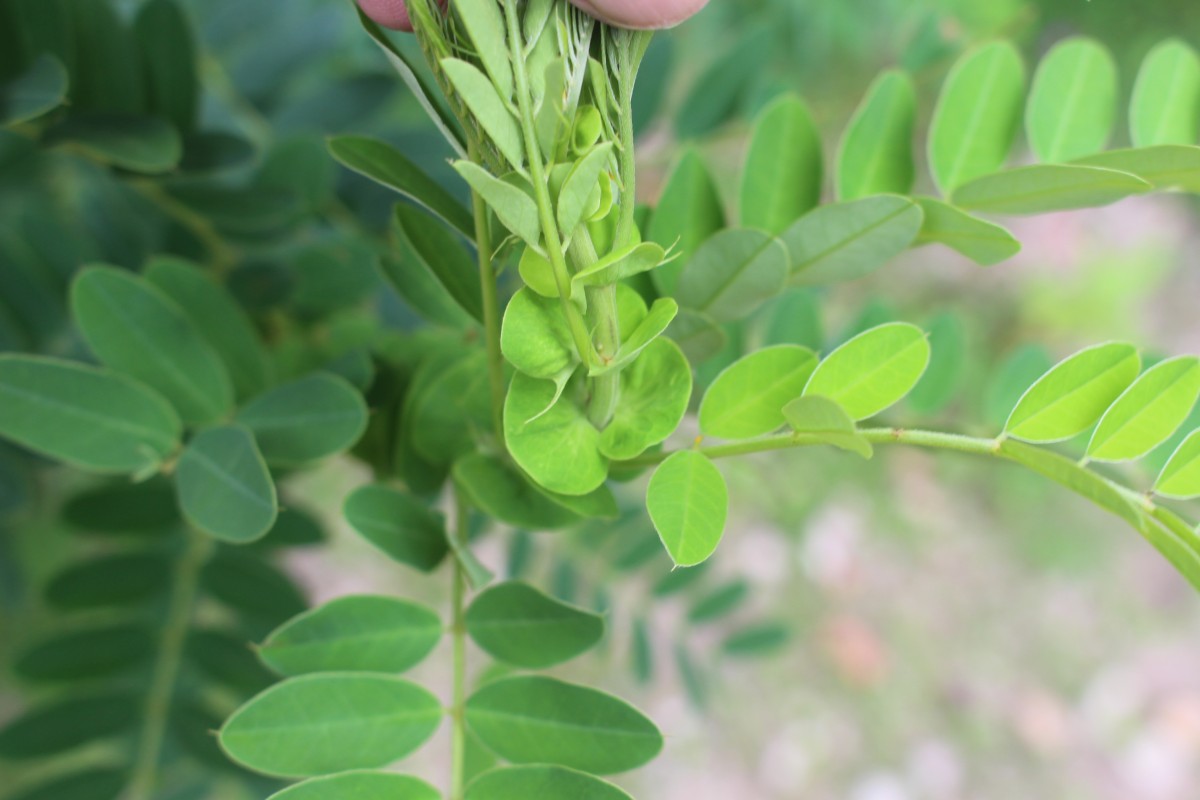 Senna auriculata (L.) Roxb.